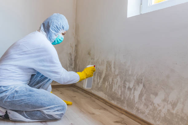 Licensed Mold Remediation service in Jessup, MD - WQB Mold Removal
